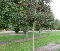 Malus domestica 'Gloster'  (hoogstam leiboom)
