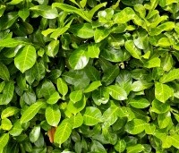 Prunus laurocerasus 'Rotundifolia'  - Laurierkers 'Rotundifolia'  - 3