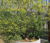 Cytisus praecox 'Allgold' - Brem 'Allgold' - 6
