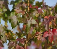 Liquidambar styraciflua - Amberboom - 6