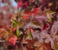Liquidambar styraciflua - Amberboom - 7