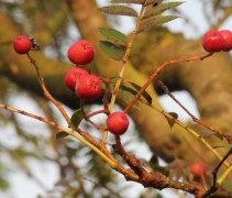 Sorbus 'Joseph Rock' bessen
