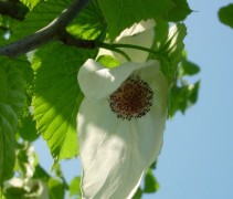 Vaantjesboom bloem