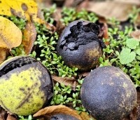 Juglans nigra - Zwarte Notenboom - 3