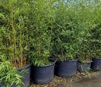 Phyllostachys aurea - Bamboe - voorraad solitairen september 2024 depot zuidplein THB