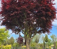 Acer palmatum 'Bloodgood' - Japanse esdoorn - 1