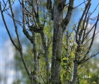 Quercus warei 'Regal Prince' - Eik 'Regal Prince' - 4