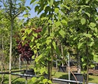 Paulownia tomentosa 'Hulsdonk' - Anna Paulownaboom 'Hulsdonk' - 3