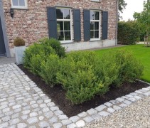 Ilex crenata 'Green Hedge'