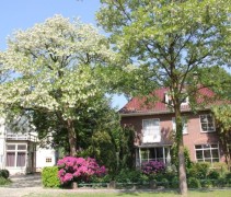 Robinia pseudoacacia