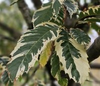 Castanea sativa 'Variegata' - Tamme Kastanje 'Variegata' - 1