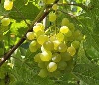 Vitis vinifera 'Riesling' - Druif 'Riesling' - 3