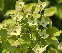 Cornus kousa 'Schmetterling' - Japanse grootbloemige kornoelje 'Schmetterling' - 1