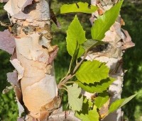 Betula nigra - Zwarte berk - september blad