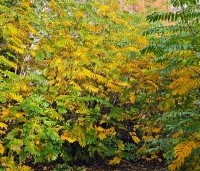Pterocarya fraxinifolia - Vleugelnoot - herfst