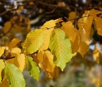 Carpinus betulus - Haagbeuk - 3