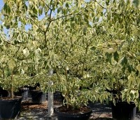 Cornus controversa  'Variegata' - Reuze kornoelje  'Variegata' - 1
