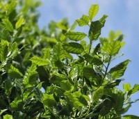 Ilex 'Nellie R. Stevens' - Amerikaanse hulst - 2