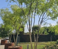 Sophora japonica - Honingboom - 1
