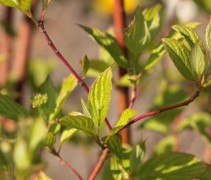 Cornus Alba Sibirica