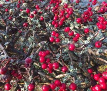 Crataegus Monogyna