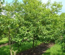 meerstammige Halesia carolina