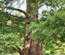 Metasequoia glyptrostroboides 