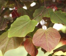 Cercis canadensis 'Forest Pansy' blad