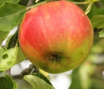 Malus domestica 'Elstar'