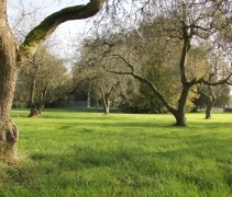 oude laagstammen