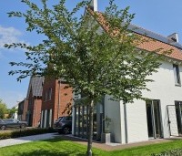 Prunus x subhirtella 'Autumnalis' - Winterkers - zomerbeeld