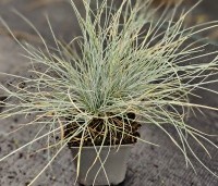 Festuca glauca - Zwenkgras glauca - 1