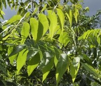 Carya illinoinensis 'Pawnee' - Pecannoot - 2