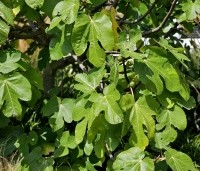 Ficus carica - Vijg - 9
