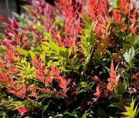 Nandina domestica 'Obsessed' - Hemelse bamboe 'Obsessed' - 2
