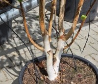 Betula utilis 'Doorenbos' - Himalayaberk - 1