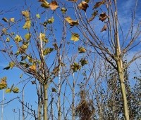 Platanus x hispanica 'Alphen's Globe' - Plataan - 1