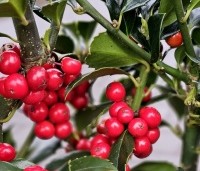Ilex meserveae 'Heckenfee' - Hulst 'Heckenfee' - 1