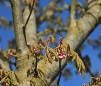 Aesculus pavia - Rode Pavia - 2