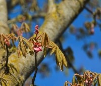 Aesculus pavia - Rode Pavia - 1