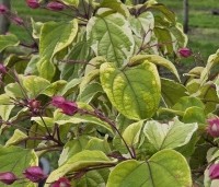 Clerodendrum trichotomum 'Variegatum' - Bontbladige pindakaasstruik - 1
