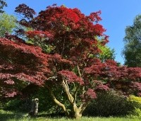 Acer palmatum 'Atropurpureum' - Japanse Esdoorn 'Atropurpureum' - 1
