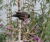 Callicarpa bodinieri 'Profusion' - Schoonvrucht - 1