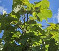 Firmiana simplex - Chinese parasolboom - 3