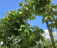 Firmiana simplex - Chinese parasolboom - 2