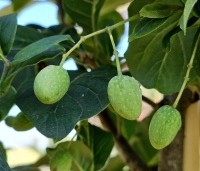 Chionanthus virginicus - Chionanthus virginicus - 4
