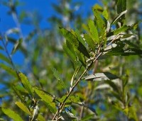 Salix alba - Schietwilg - 1