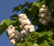 Aesculus hippocastanum. 'Baumannii' in bloei