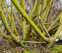 Cornus Flaviramea