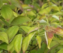 Cornus Florida rubra